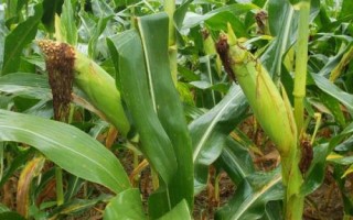 DF736玉米種簡介，中抗莖腐?。?6.2%MR）