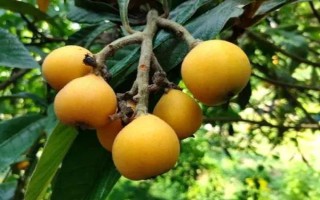 受歡迎的枇杷品種，有大五星枇杷、早鐘六號(hào)枇杷等