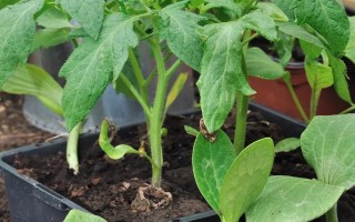什么時(shí)候種植佛手瓜，在4-5月份種植可提高成活率