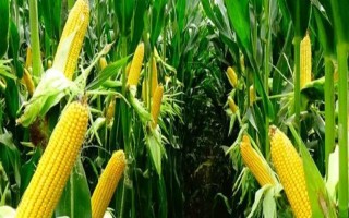石玉10號(hào)玉米種子特征特性，中抗小斑病和大斑病
