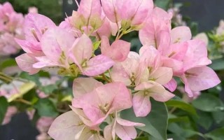 三角梅為何不開花只長葉，可能是缺少光照、養(yǎng)分、生長空間等原因造成