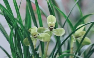 蘭花的別稱，具有中國蘭、幽蘭、蘭華等別名