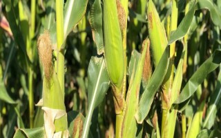 高玉79玉米種子簡介，每畝種植3000株為佳