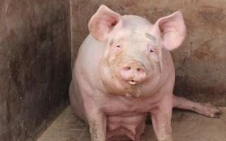 母豬產(chǎn)后用什么藥物消炎，可用阿莫西林拌料飼喂