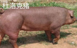 有哪些瘦肉型豬品種，長白豬、大白豬、杜洛克豬均是廋肉型