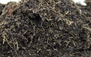 好聽又有深意的植物，常見的有紫珠、玉簪、流蘇等