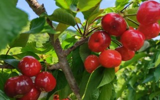 車(chē)?yán)遄拥姆N植環(huán)境介紹，可以在每年4-5月份進(jìn)行種植