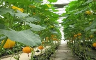 南瓜怎么高產(chǎn)種植，一定要確保植株生長環(huán)境空氣流通