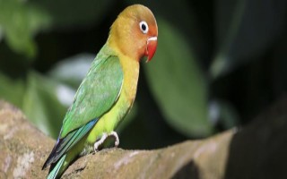 頭類鸚鵡和面類鸚鵡的區(qū)別是什么，嘴巴顏色和品種數(shù)量均不同
