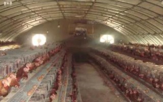 散養(yǎng)土雞的雞舍建造方法，以下5種供參考