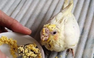 玄鳳鸚鵡吃什么下蛋快，可以把小米作為主糧