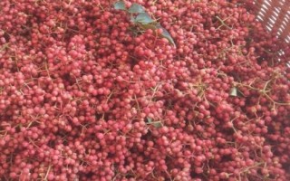 紅花椒與青花椒的區(qū)別，紅花椒辣味重、青花椒麻味重
