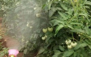 西紅柿醬油果的原因，可能是缺鈣或管理不到位造成的