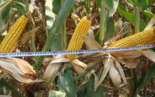 遼單33號玉米品種簡介，氣溫在10℃以上時即開始播種