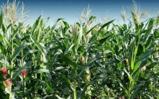卓玉6號(hào)玉米種子簡介，生育期124.5天