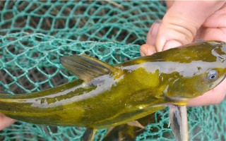 怎么清洗黃骨魚，用水沖洗后再用開水燙一下