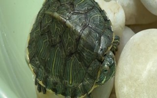 巴西龜冬眠蘇醒的時間，一般在次年的3-4月份逐漸蘇醒