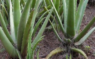 庫(kù)拉索蘆薈的種植技術(shù)，可分株、扦插和插葉繁殖