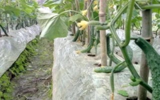 黃瓜瘋長的防控措施，要適時(shí)澆水并合理追肥