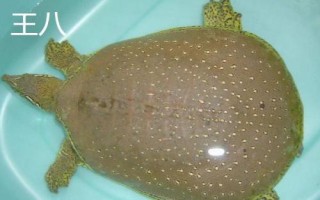 烏龜、王八、甲魚、鱉的區(qū)別，王八是烏龜和甲魚的統(tǒng)稱而甲魚是鱉的俗稱
