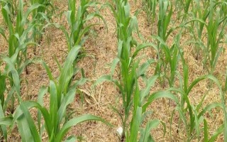 遼單33號玉米品種簡介，氣溫在10℃以上時即開始播種
