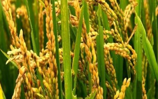 荃廣優(yōu)巴斯香占水稻種簡介，全生育期150.3天