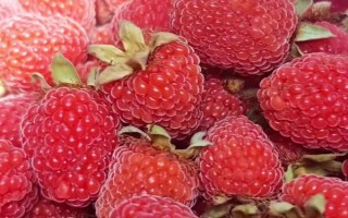覆盆子的形態(tài)特征，植株為灌木、果實為聚合果、枝干上長有倒鉤刺