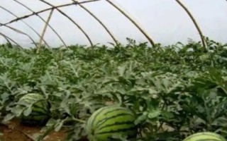 西瓜炭疽病，主要危害葉片、莖蔓、葉柄和果實