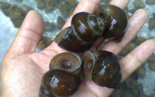 在農(nóng)村發(fā)展什么養(yǎng)殖業(yè)能賺錢，中華鱉、中國圓田螺等品種均有可觀利潤