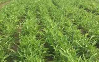 半夏的種植技術(shù)，可用塊莖、珠芽和種子繁殖