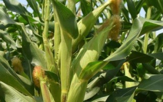 堯玉66玉米種子簡介，適宜播期4月下旬
