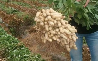 花生品種308的產(chǎn)量，白沙308可達(dá)到800-1000斤左右