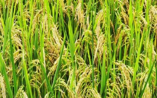 粵特13水稻種子簡介，感溫型常規(guī)稻品種