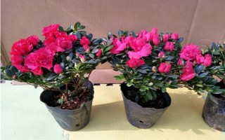杜鵑花的家庭養(yǎng)法，春秋季通常2-3天可澆1次水