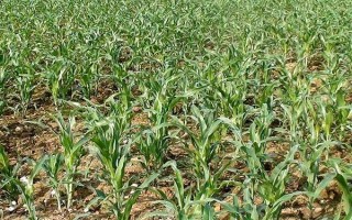 斯達(dá)甜221玉米種子特點，每畝種植密度3500株為宜
