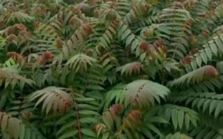 香椿矮化密植技術(shù)要點，苗長到近2米時可以摘除頂梢
