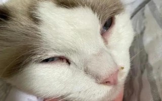 如何辨別貓咪感冒了，感冒初期鼻頭會(huì)干燥發(fā)熱