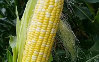 松糯9號玉米種子特征特性，4月下旬至5月上旬播種