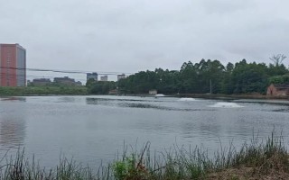 垂釣白條魚應(yīng)該釣浮還是釣底，屬于上層魚類一般可以釣浮