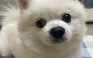 狗一直流鼻涕的原因，可能是天冷的原因或感冒了