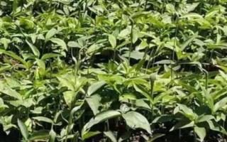 半夏種子的價格與種植技術(shù)，市場售價一斤大約需要35-50元左右