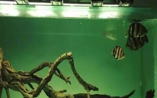 為什么新魚入缸老魚會死，可能是水質(zhì)不好或感染病菌所致