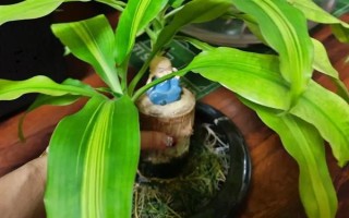 巴西木開花的兆頭，寓意富貴吉祥、