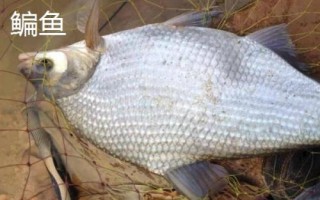 8號(hào)袖鉤簡(jiǎn)介，釣鯽魚等小魚的首選鉤型