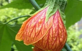 盆栽網(wǎng)紋懸鈴花的方法，在春秋季節(jié)栽種為佳