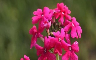 美女櫻如何養(yǎng)殖，夏季應(yīng)注意澆水