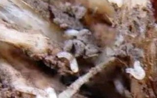 用什么藥防治花卉的蟲(chóng)害，氧化樂(lè)果、吡蟲(chóng)啉可供選擇