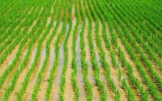 野香優(yōu)巴絲水稻種子特點(diǎn)，全生育期121.2天