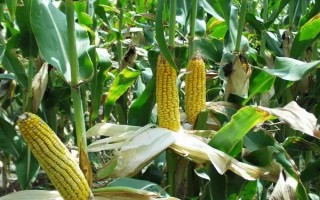 蜀玉336玉米種子特點(diǎn)，每畝種植4000株為宜
