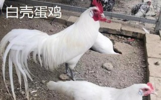 蛋的品種，最常見(jiàn)的種類(lèi)是雞蛋